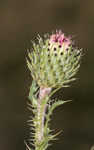 Spiny plumeless thistle